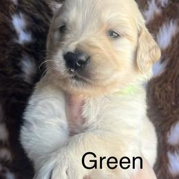 Green male - Golden male Golden Retriever puppy in Jesup, Georgia from Painted Platinum Retrievers (Painted Platinum Kennel) PPK