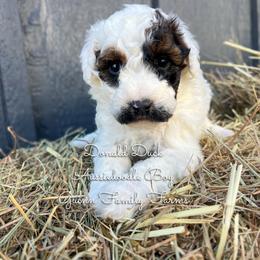 Donald Duck - Sable male Aussiedoodle puppy in Grove, Oklahoma from Guinn Family Farms