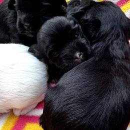 Boy 2 - Black and tan male Lowchen puppy in Maple Grove, Minnesota from Roman Reign Lowchen and Greater Swiss Mountain Dogs