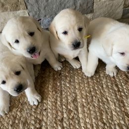 Labrador Retriever Puppies from Hickory Creek Labs