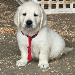 Male - Light golden male Golden Retriever puppy in Tacoma, Washington from Canyon Meadows Farm