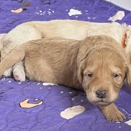 Girl 3 - Apricot Goldendoodle puppy in Lexington, North Carolina from Sages Doodles and Poodles of NC