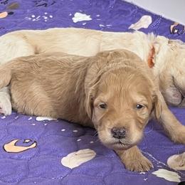 Girl 3 - Apricot Goldendoodle puppy in Lexington, North Carolina from Sages Doodles and Poodles of NC