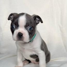 Rosalina - Blue female Boston Terrier puppy in West Jefferson, Ohio from Kline Kennels