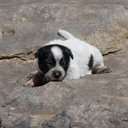 George Washington - Blue mottled male Australian Cattle Dog puppy in Buffalo Valley, Tennessee from Buffalo Valley Breeders