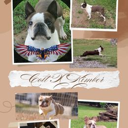Boston Terrier puppies from Freedom Frenchies N Bostons