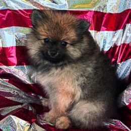 Chewbacca - Cream sable male Pomeranian puppy in Douglas, Massachusetts from Country Oak Poms LLC