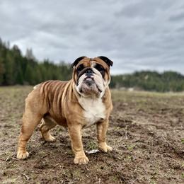 Bizzy - Bulldog