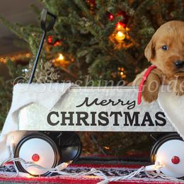 Golden Retriever Puppies from Sunshine Goldens