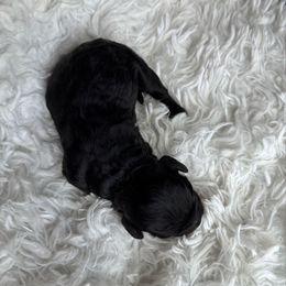 Kola - Black female Cockapoo puppy in Tampa, Florida from Designer Puppy Boutique
