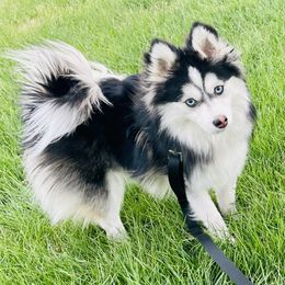 Pomsky Puppies from Pomsky Acres