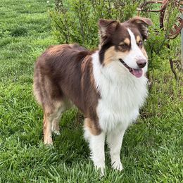 Luke - Australian Shepherd