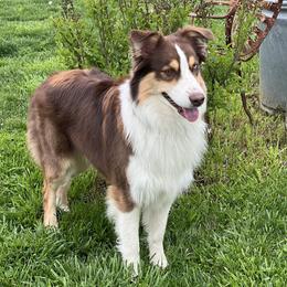 Luke - Australian Shepherd
