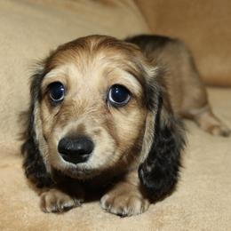 Girl 1 - Cream female Dachshund puppy in Ballinger, Texas from Missy’s Mini Dachshunds