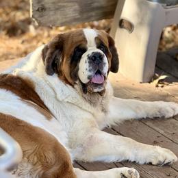 Will - Saint Bernard