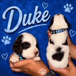 Duke - Liver white and tan male English Springer Spaniel puppy in Williston, Florida from Parks Paradise Springers