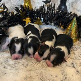 Biewer Terrier puppies from Classic Biewers