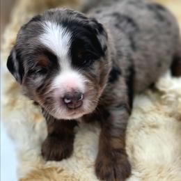 Thelma lou - Blue female Companion Cross puppy in Viking, Minnesota from Son Shine Farm