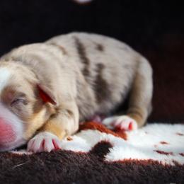 Grace - Red merle female Miniature Australian Shepherd puppy in Menomonee Falls, Wisconsin from Hunt N Oaks