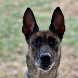 Veela - Belgian Malinois