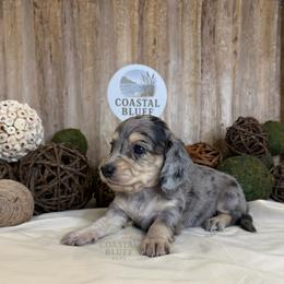 Phoebe - Dapple female Dachshund puppy in Woodbine, Georgia from Coastal Bluff Pups