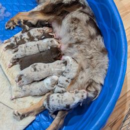 Girl 1 - Red merle female Australian Shepherd puppy in Cherry Grove, Oregon from TLC Dream and Pureland Australian Shepherds
