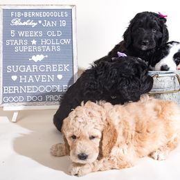 Bernedoodle Puppies from Sugarcreek Haven Bernedoodles
