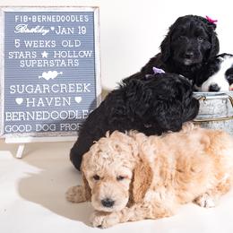 Bernedoodle Puppies from Sugarcreek Haven Bernedoodles