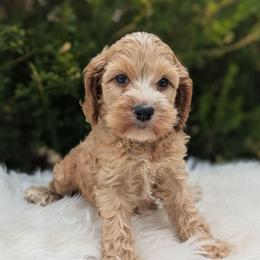 Harvey - Buff and white male Cockapoo puppy in Salt Lake City, Utah from Utah Cocker Spaniels