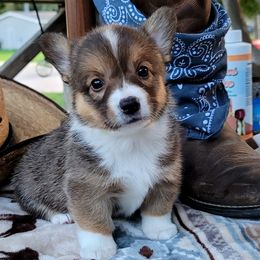 Girl 1 - Monica - Pembroke Welsh Corgi puppy in San Antonio, Texas from Bishop Paws & More.