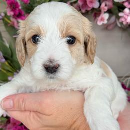 Betty - Parti female Goldendoodle puppy in Yuciapa, California from AlltheDoodlez_