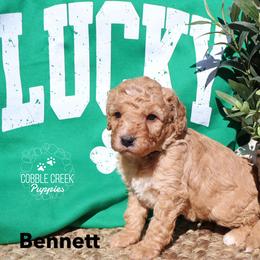 Bennett - Yellow and white male Bernedoodle puppy in Heyworth, Illinois from Cobble Creek Puppies
