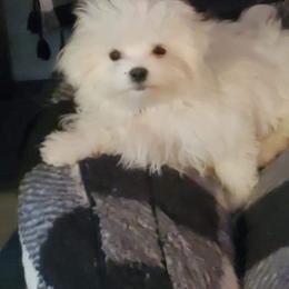 Kash - White male Maltese puppy in Four Oaks, North Carolina from Misty Clark