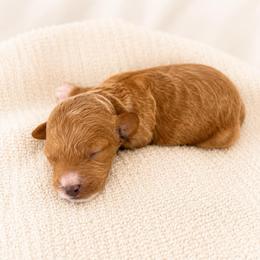 Asher - Red male Cavapoo puppy in Ephrata, Washington from Mustard Seed Cava Co.