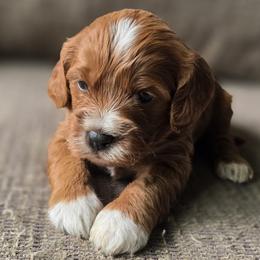 Girl 2 - Apricot female Cavapoo puppy in Almira, Washington from Cavapoo Cuddles