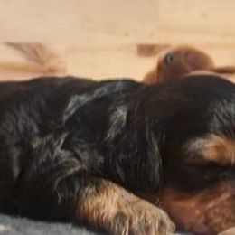 Cavapoo Puppies from Jessie's Puppies