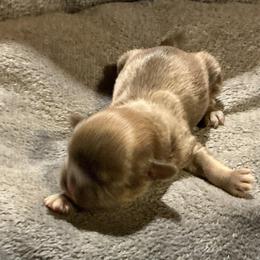 Duke - Chocolate male Shih Tzu puppy in Pleasant Shade, Tennessee from Kuntry Tyme Shih Tzu