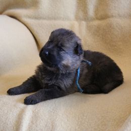 Blue boy - Sable male German Shepherd puppy in Lake George, Colorado from High Country German Shepherds