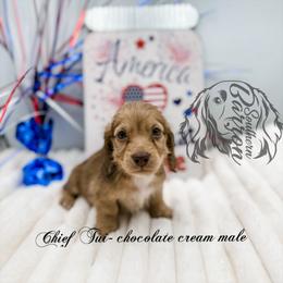 Chief Tui - Chocolate and cream male Dachshund puppy in Prairieville, Louisiana from Southern Barron Danes & Dachshunds