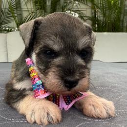 Queen - Salt and pepper female Miniature Schnauzer puppy in Cape Coral, Florida from Ruby the poodle