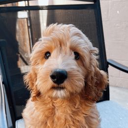 Boy 1 - Apricot Goldendoodle puppy in San Diego, California from De Luna Doodles