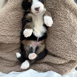 Bluey - Tri-color male Bernedoodle puppy in Midland, Texas from Southern Oak Breeders LLC