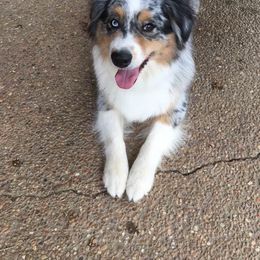 Australian Shepherd Puppies from Triple S Aussies