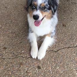 Australian Shepherd Puppies from Triple S Aussies