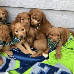 Goldendoodle and Poodle Puppies from South Sound Doodles