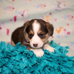 Dusty - Black and tan male Pembroke Welsh Corgi puppy in Dobson, North Carolina from Clover S Farm