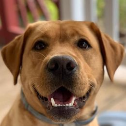 Labrador Retrievers from Sundog Working Labradors