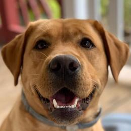 Labrador Retrievers from Sundog Working Labradors