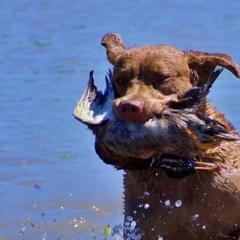 Chesapeake Bay Retrievers from Bay Haven Chesapeakes