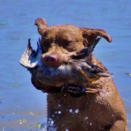 Chesapeake Bay Retrievers from Bay Haven Chesapeakes